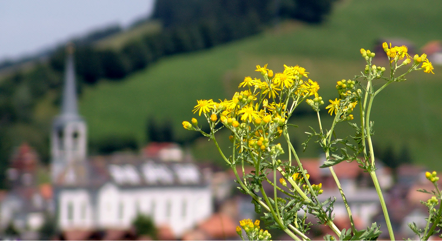 Blume_Kirche_01.jpg